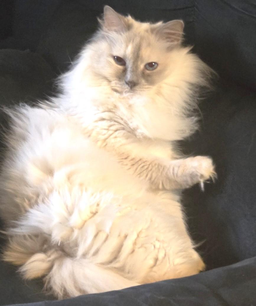 Enlarge Daisy, a ADOPTABLE Ragdoll in Stoney Creek, ON image 1/4