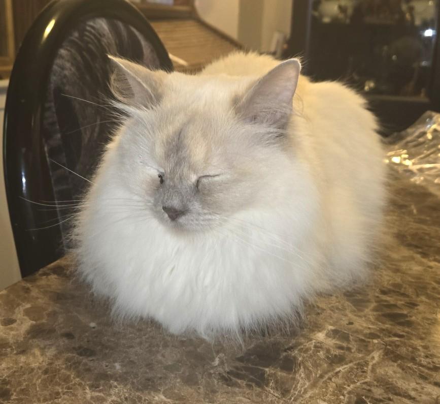 Enlarge Daisy, a ADOPTABLE Ragdoll in Stoney Creek, ON image 3/4