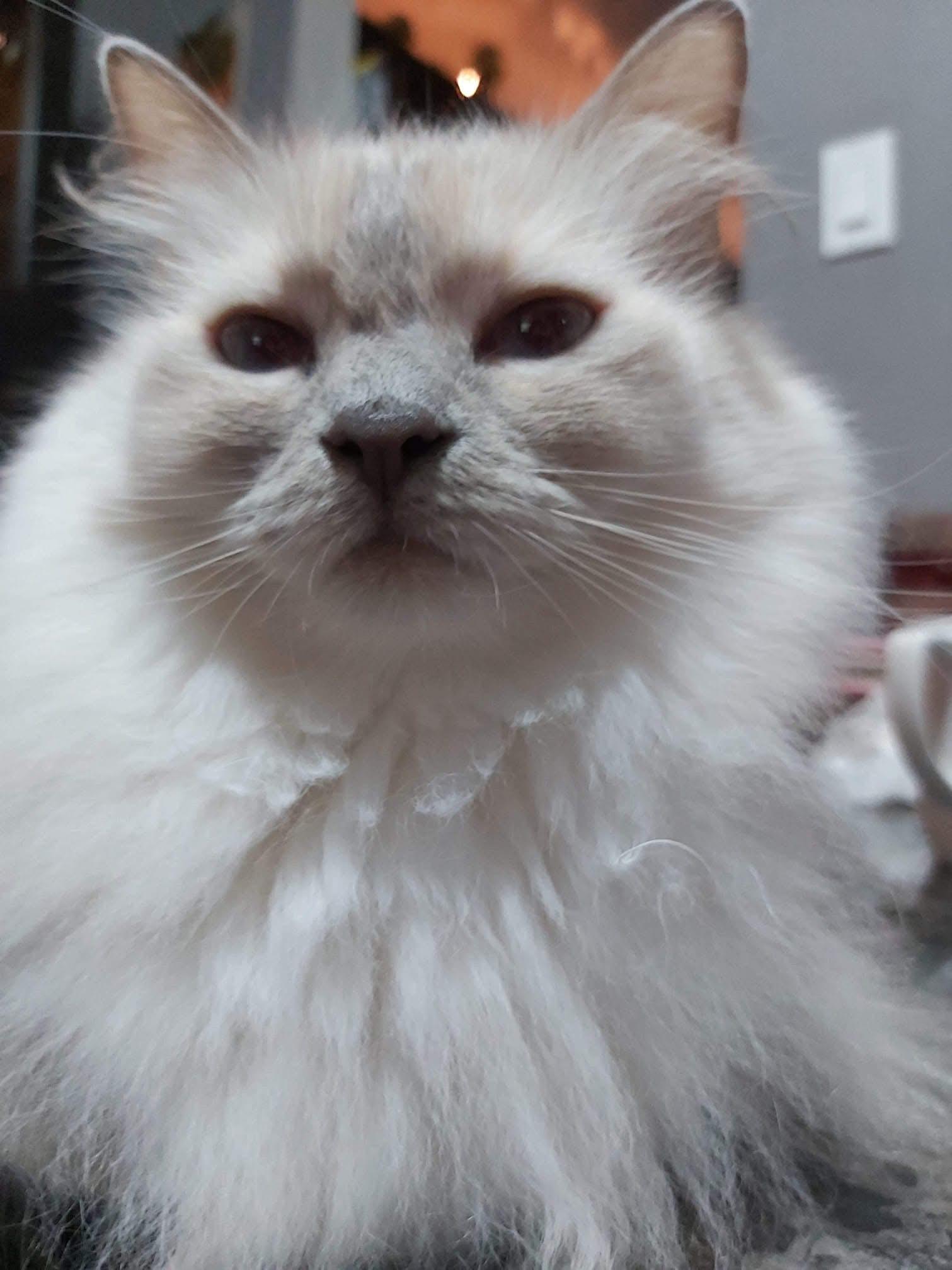 Enlarge Daisy, a ADOPTABLE Ragdoll in Stoney Creek, ON image 4/4