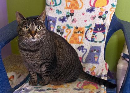 Enlarge Rety, a Adoptable Domestic Short Hair in Baton Rouge, LA image 1/1