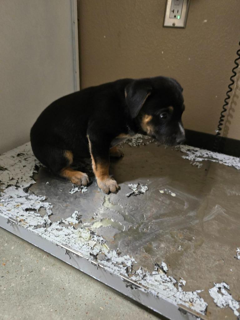 Enlarge Nick, a Adoptable Labrador Retriever in Huntsville, TX image 1/1
