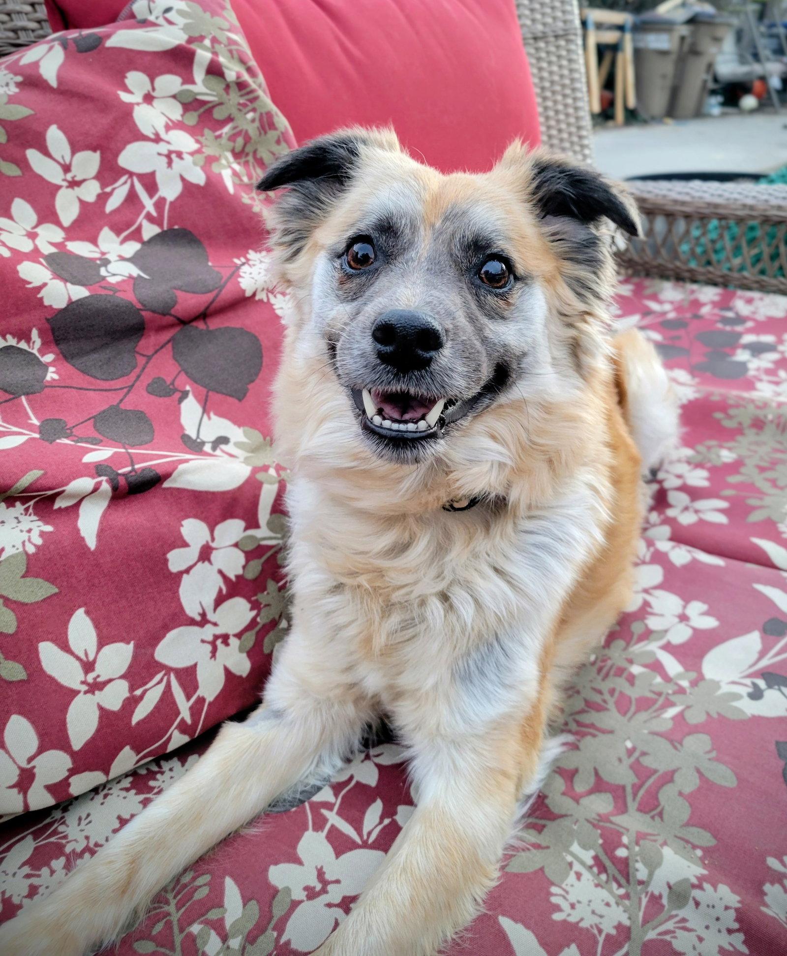 Ember ash, Adopted, Adult Female Shepherd.