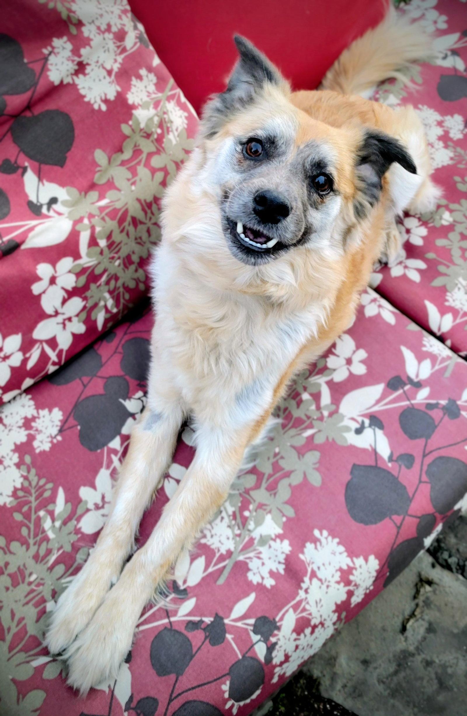 Enlarge Ember ash, a Adopted Shepherd in Salt Lake City, UT image 2/3