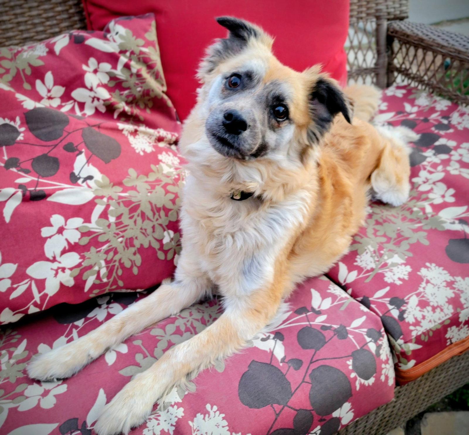 Enlarge Ember ash, a Adopted Shepherd in Salt Lake City, UT image 3/3