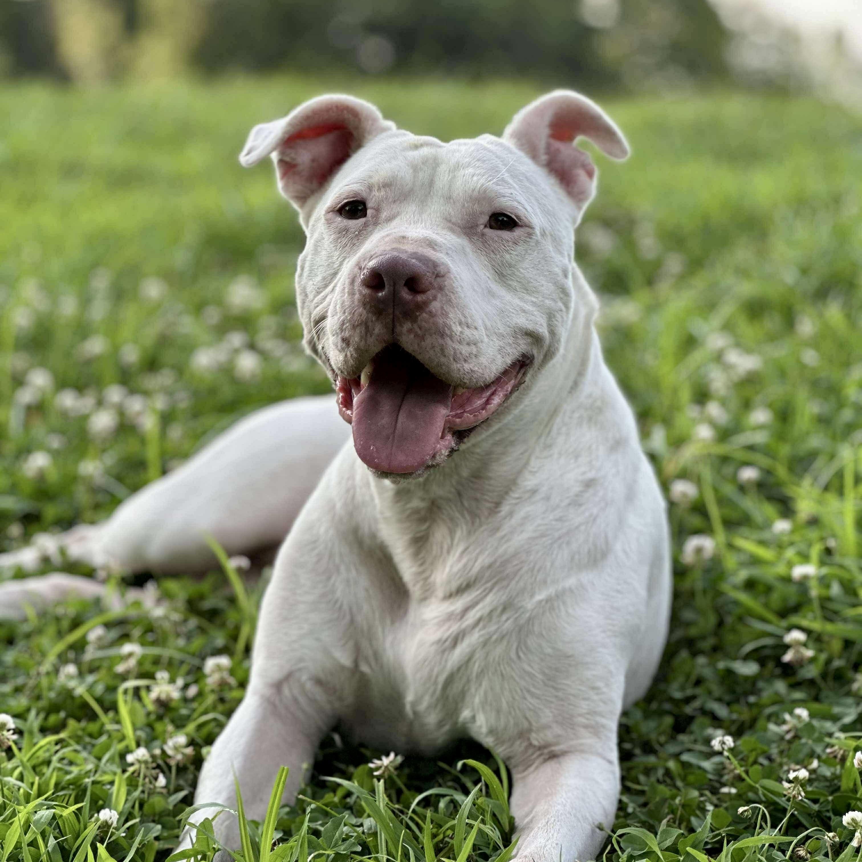 Gemma, Adoptable, Adult Female Pit Bull Terrier & American Staffordshire Terrier.