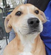 Webbs, Adoptable, Puppy Male Mixed Breed & Mixed Breed.