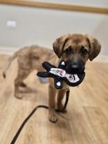 Enlarge Orli, a ADOPTABLE mixed breed in Woodstock, IL image 1/3