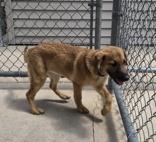 Orli, a ADOPTABLE mixed breed in Woodstock, IL image 3/3