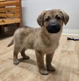 Enlarge Orli, a ADOPTABLE mixed breed in Woodstock, IL image 3/3