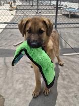 Orli, a ADOPTABLE mixed breed in Woodstock, IL image 1/3