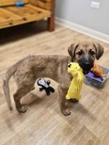 Enlarge Orli, a ADOPTABLE mixed breed in Woodstock, IL image 3/3