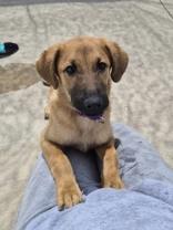 Orli, a ADOPTABLE mixed breed in Woodstock, IL image 2/3