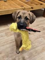 Enlarge Orli, a ADOPTABLE mixed breed in Woodstock, IL image 2/3