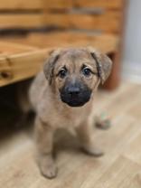 Enlarge Orli, a ADOPTABLE mixed breed in Woodstock, IL image 2/3