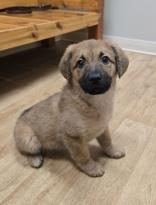 Enlarge Orli, a ADOPTABLE mixed breed in Woodstock, IL image 1/3