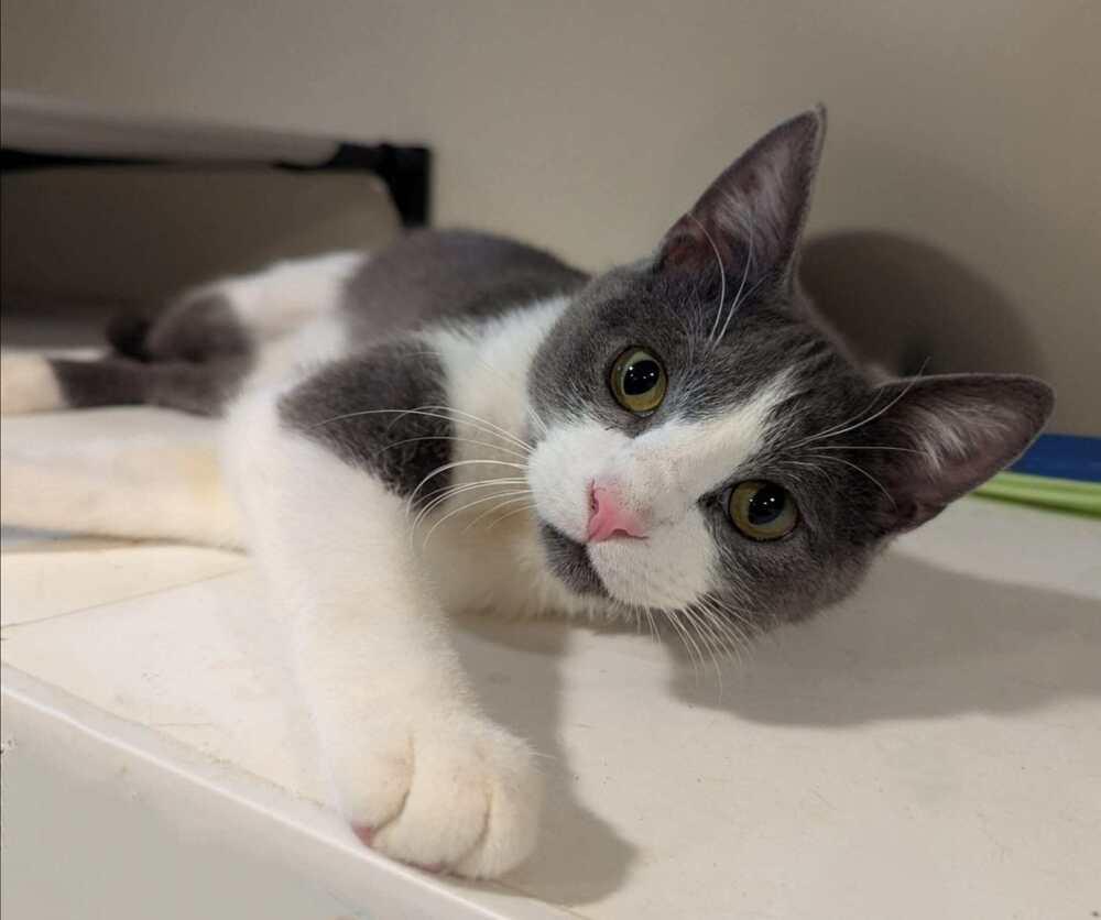 Enlarge Bolt, a Adoptable Domestic Short Hair in New Baltimore, MI image 1/2