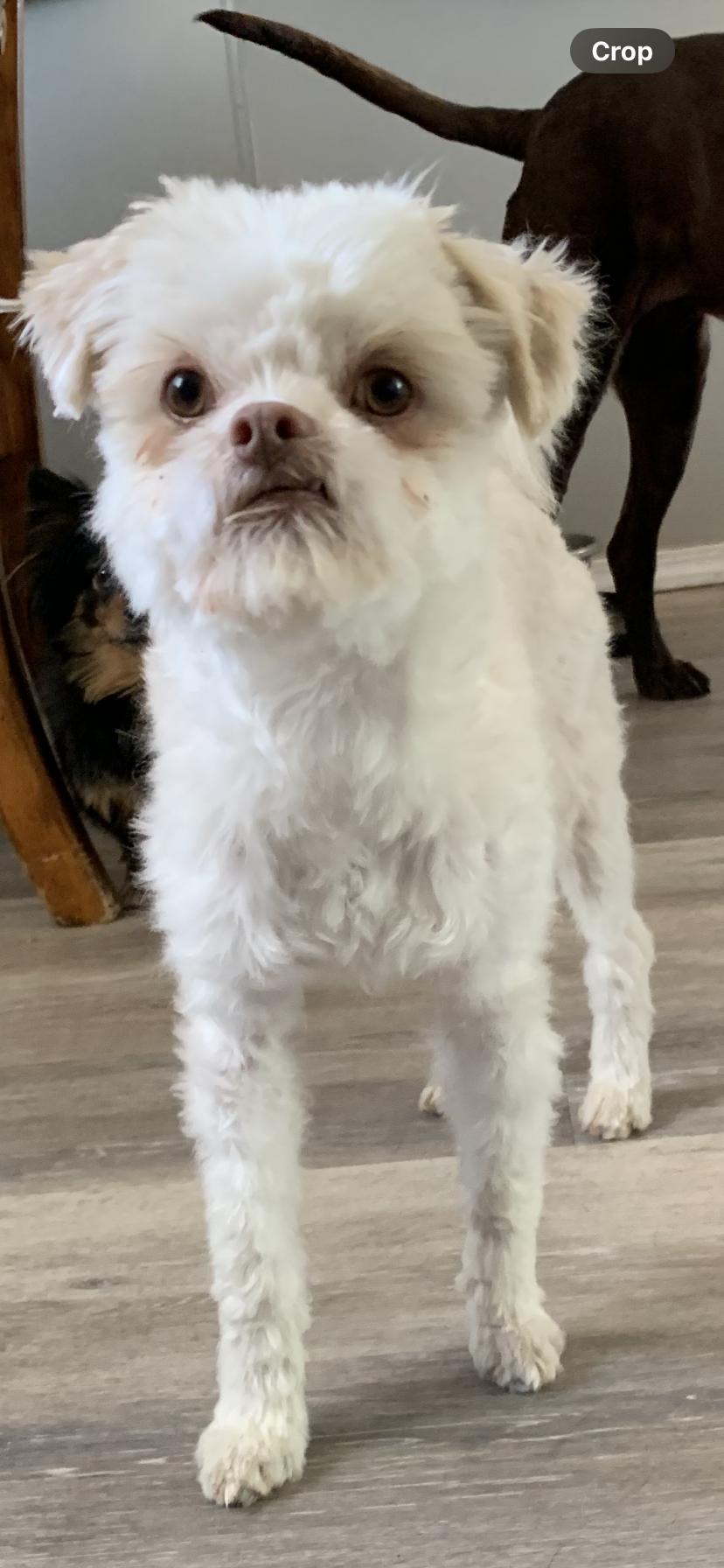 Enlarge Reggie, a ADOPTABLE mixed breed in Selah, WA image 3/5