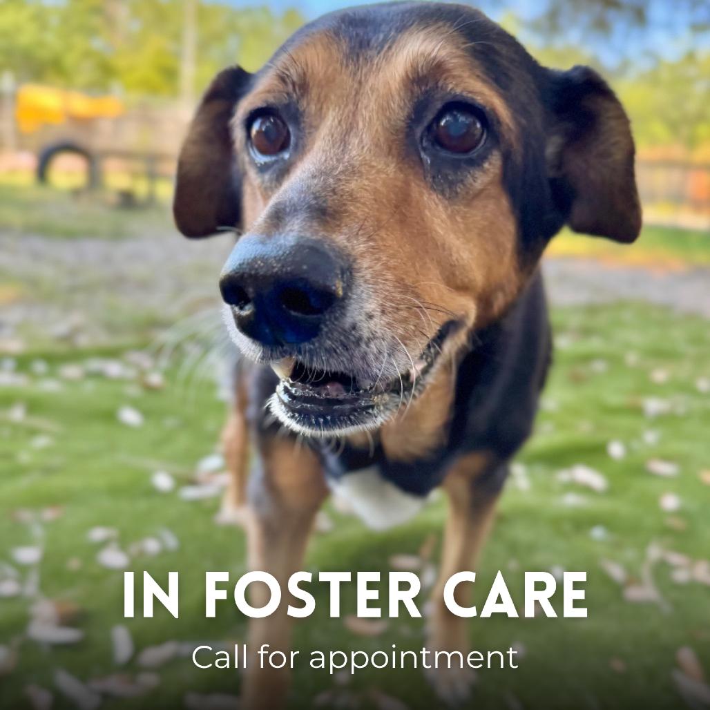 Shelby, Adoptable, Senior Female Mixed Breed.