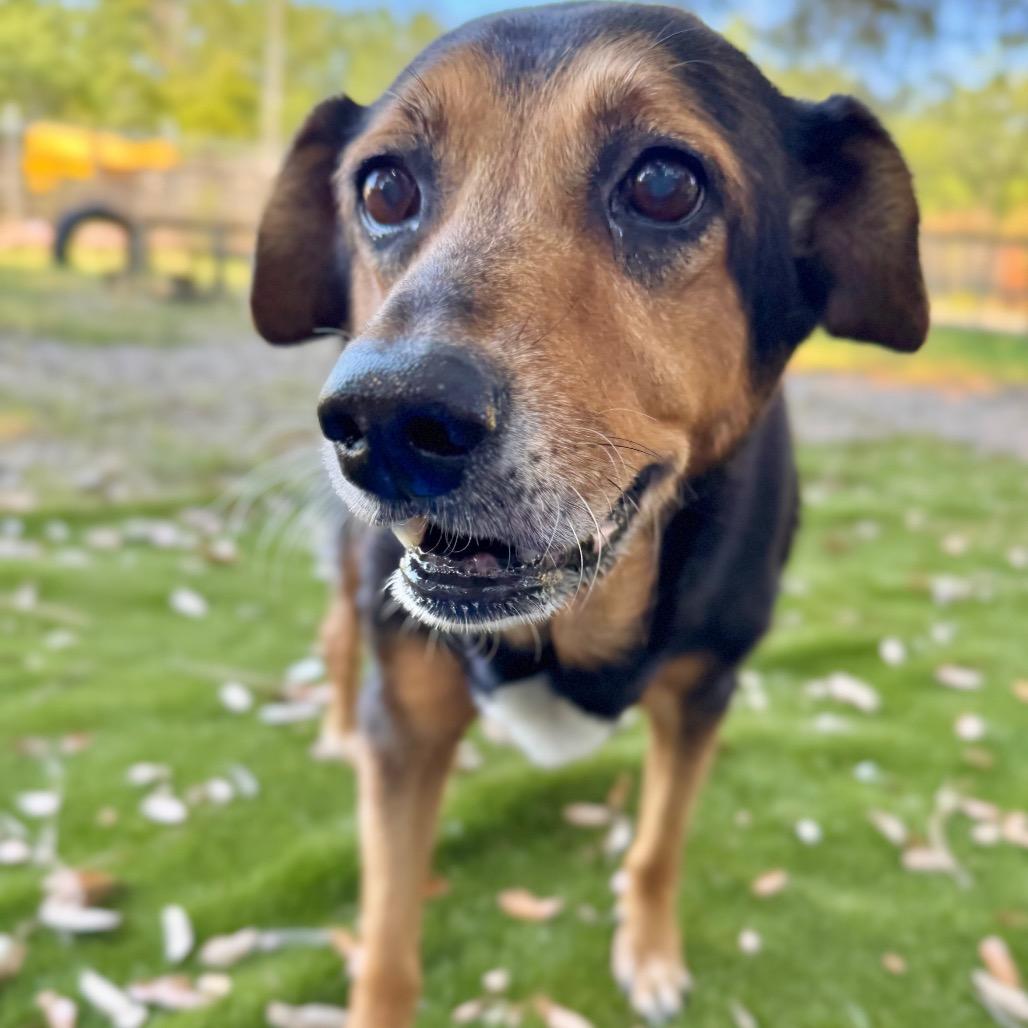 Shelby, a Adoptable Mixed Breed in Milton, FL image 2/3