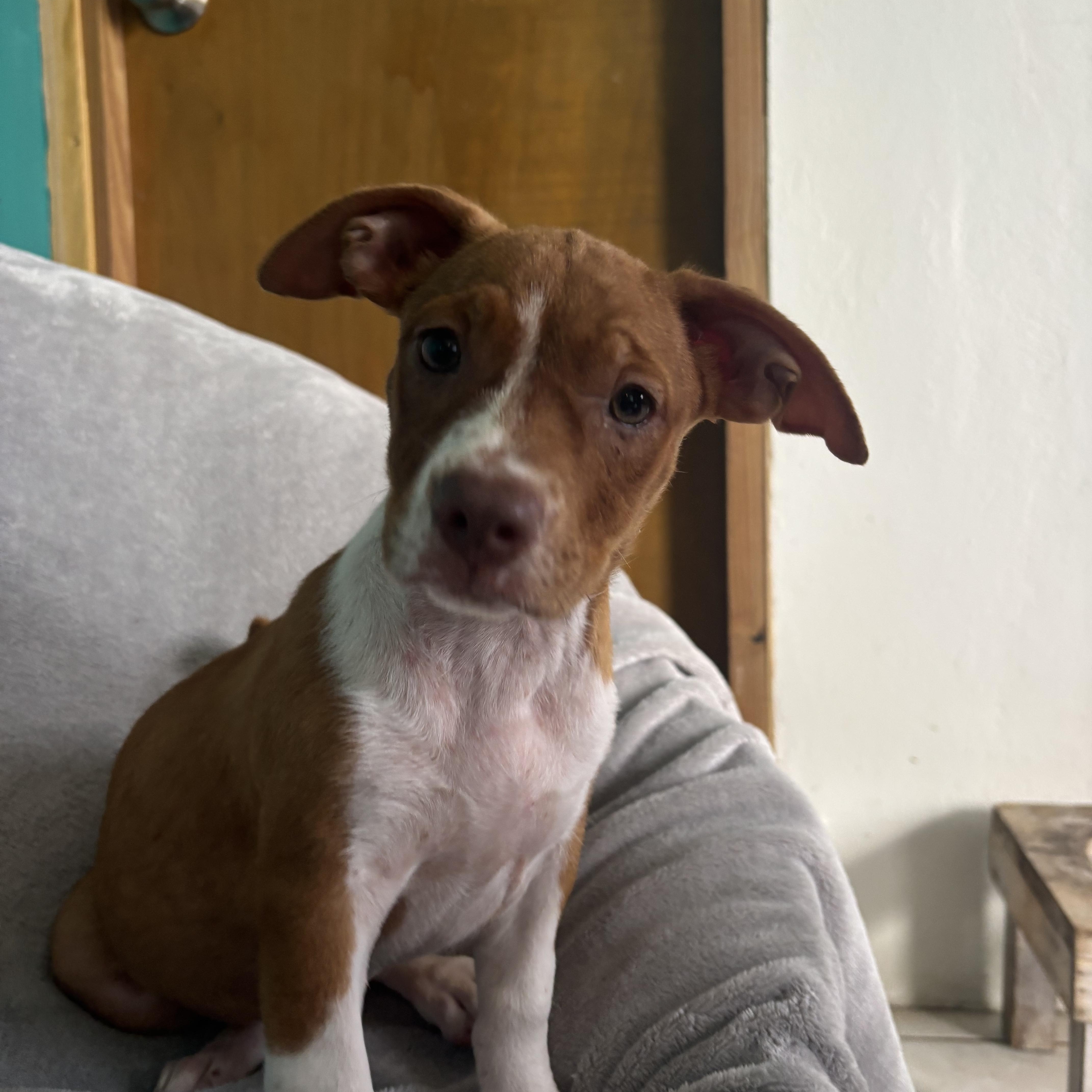 Cinnamon