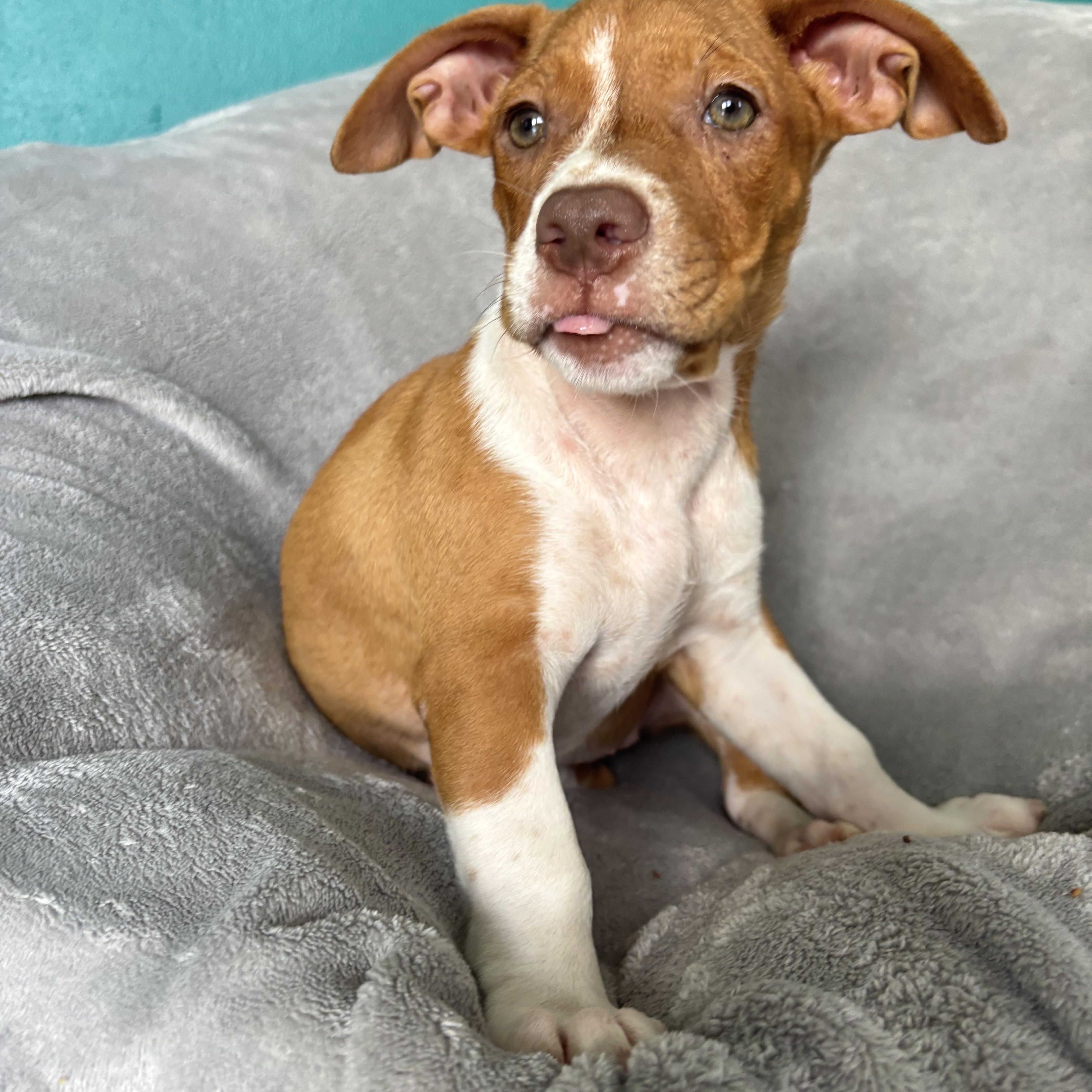 Cinnamon photo 2