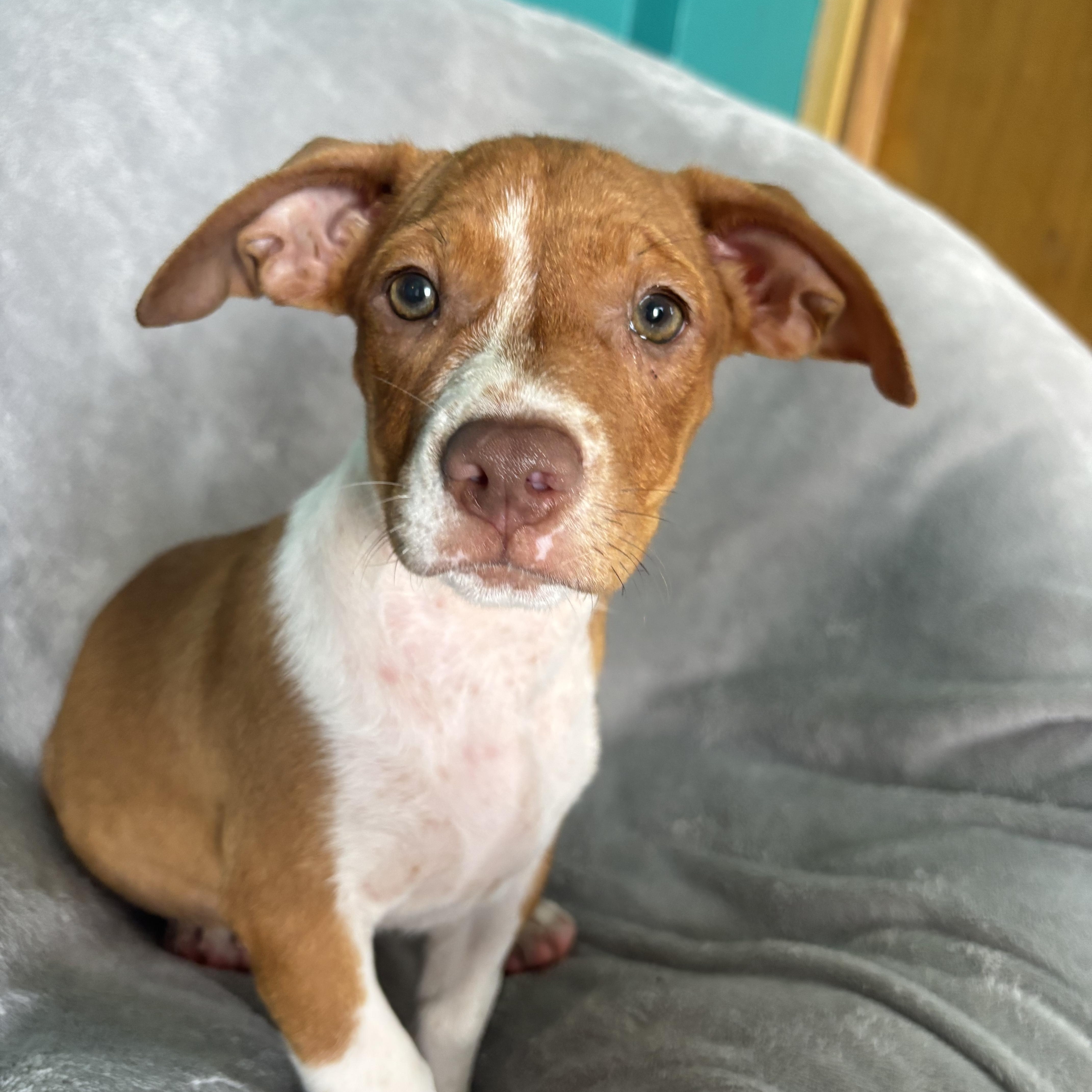 Cinnamon photo 4