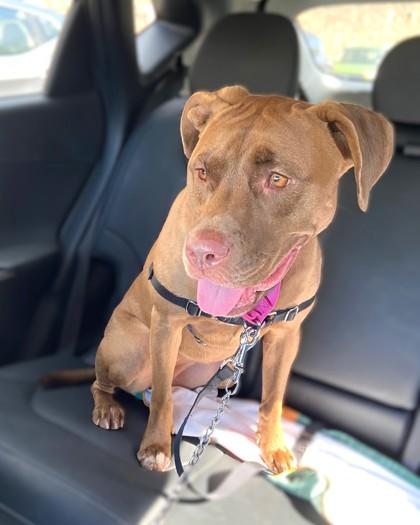 Priya, Adoptable, Adult Female Pit Bull Terrier & Mixed Breed.