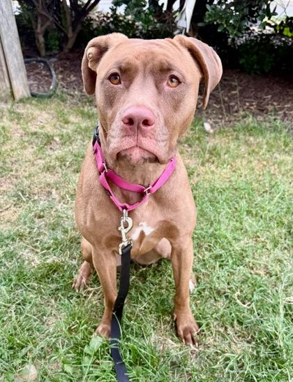 Priya, a Adoptable mixed breed in Washington, DC image 2/3