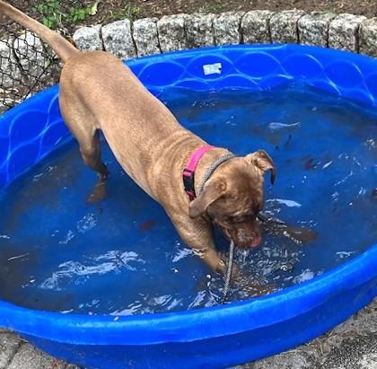 Priya, a Adoptable mixed breed in Washington, DC image 3/3