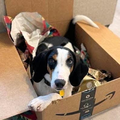 Enlarge Led Zeppelin (CA), an adopted Treeing Walker Coonhound in Jackson, CA image 4/5