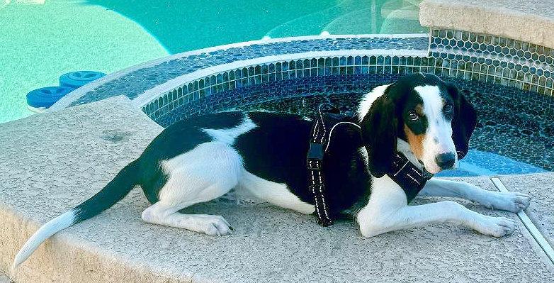 Enlarge Led Zeppelin (CA), an adopted Treeing Walker Coonhound in Jackson, CA image 2/5