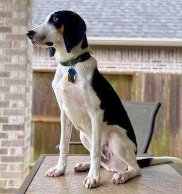 Enlarge Led Zeppelin (CA), an adopted Treeing Walker Coonhound in Jackson, CA image 3/5