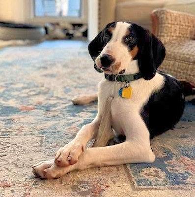 Enlarge Led Zeppelin (CA), an adopted Treeing Walker Coonhound in Jackson, CA image 5/5