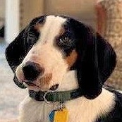 Enlarge Led Zeppelin (CA), an adopted Treeing Walker Coonhound in Jackson, CA image 1/5