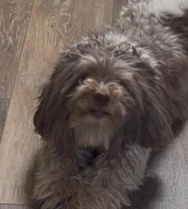 Enlarge OLLIE, a Adoptable Havanese in Palm City, FL image 1/3