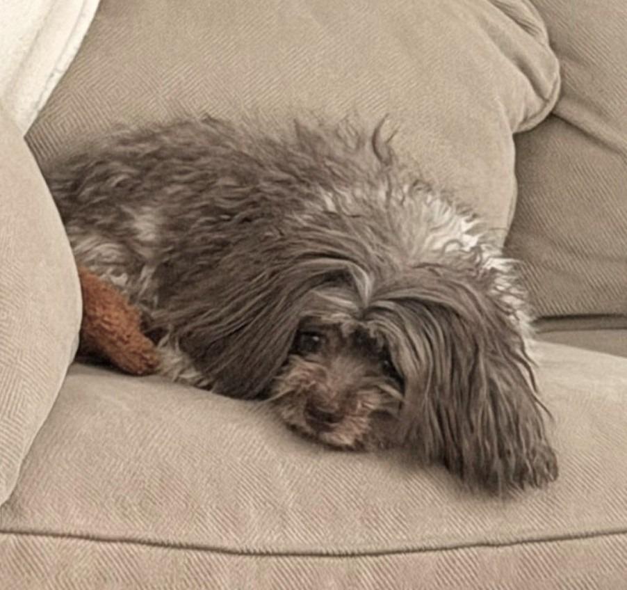 Enlarge OLLIE, a Adoptable Havanese in Palm City, FL image 2/3