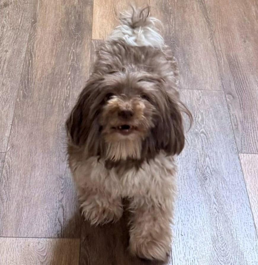 Enlarge OLLIE, a Adoptable Havanese in Palm City, FL image 3/3