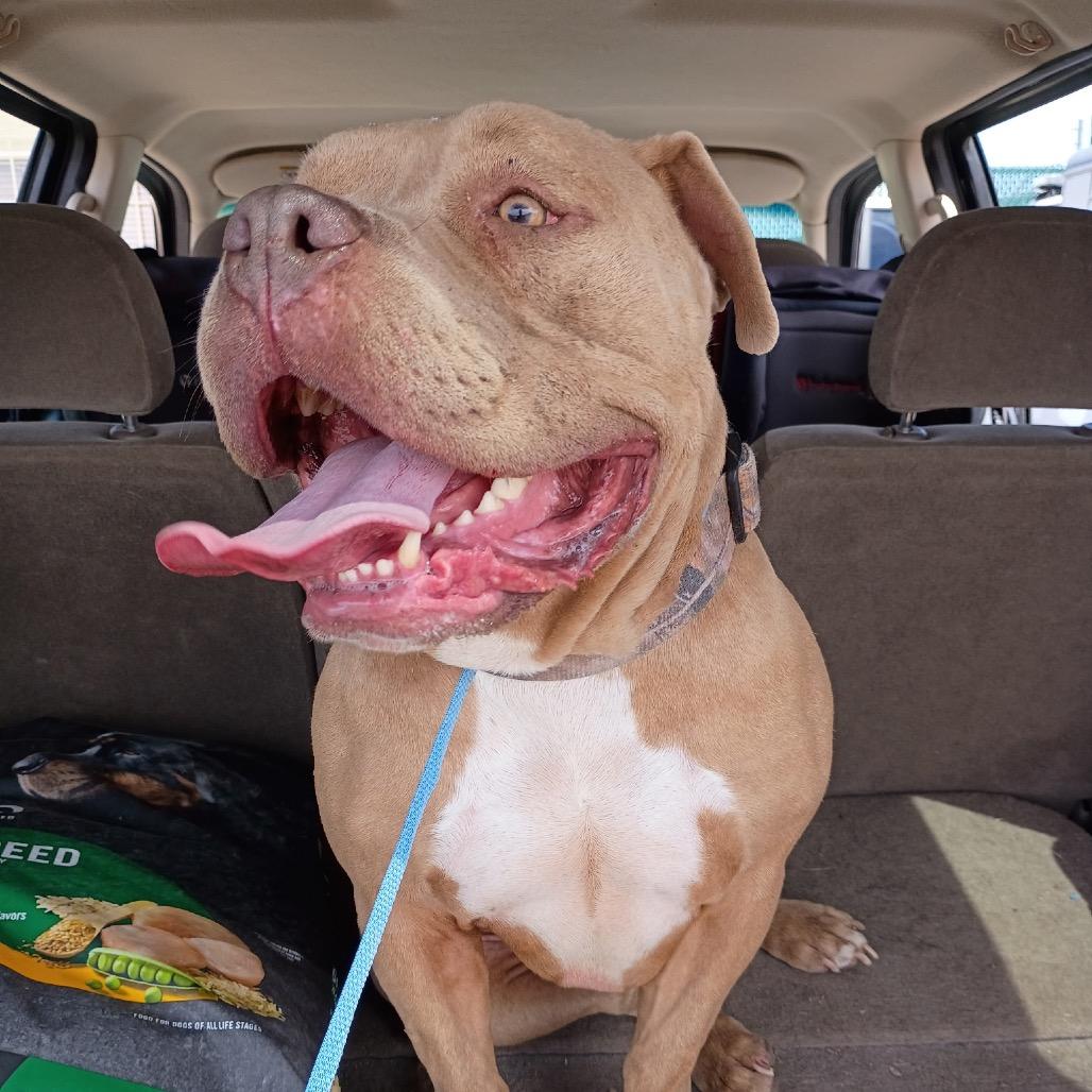 Tank, adopted, Adult Male Pit Bull Terrier.