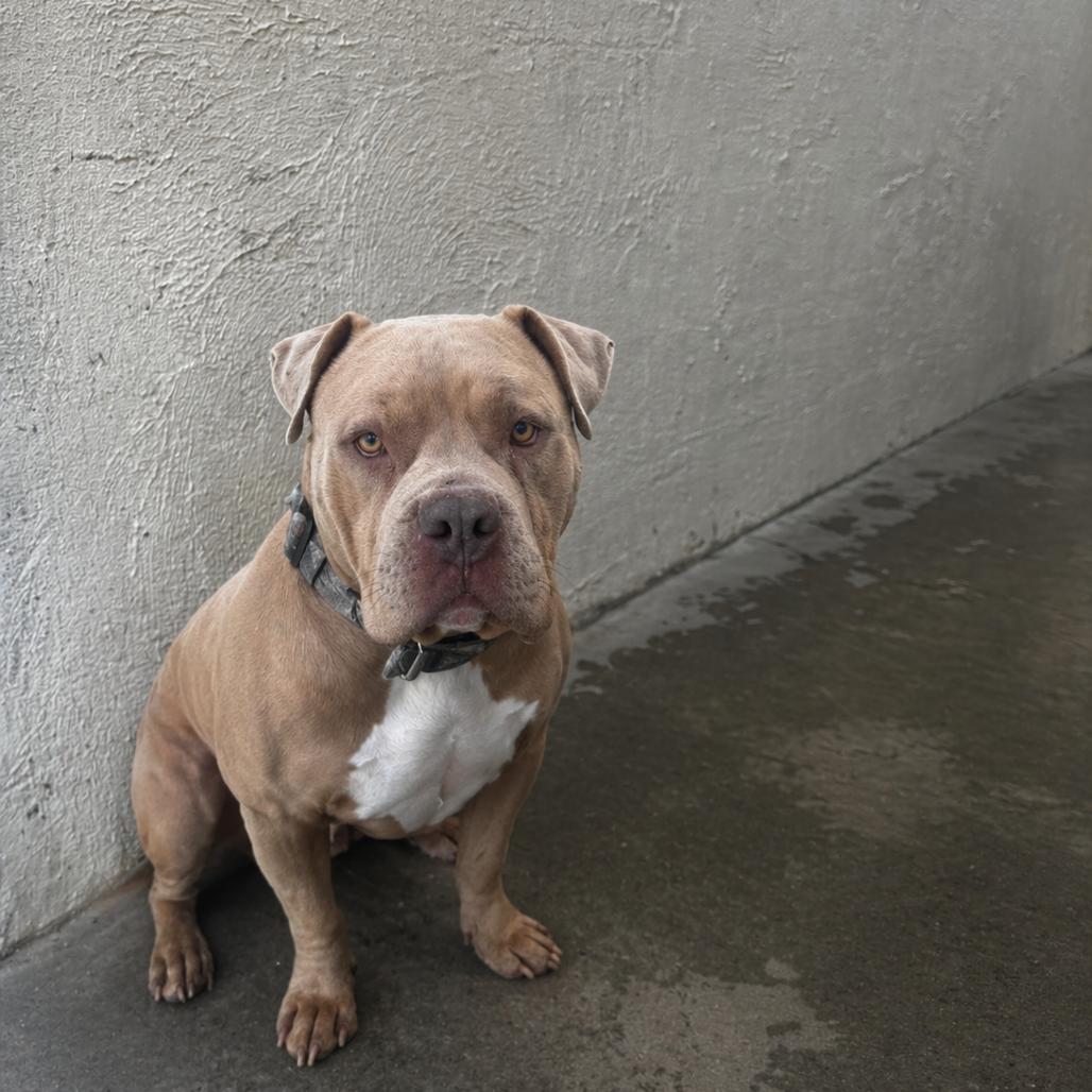 Enlarge Tank, a ADOPTABLE Pit Bull Terrier in Fallon, NV image 3/4