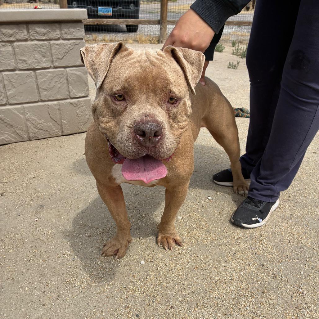 Enlarge Tank, a ADOPTABLE Pit Bull Terrier in Fallon, NV image 2/4