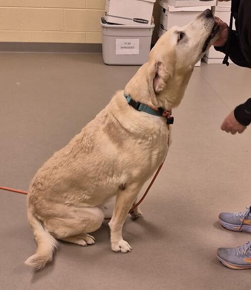 Olly, a ADOPTABLE Labrador Retriever in Warrington, PA image 4/6