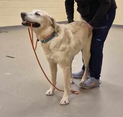 Olly, a ADOPTABLE Labrador Retriever in Warrington, PA image 2/6