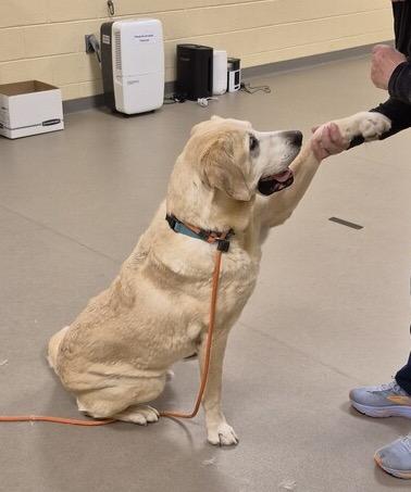 Olly, a ADOPTABLE Labrador Retriever in Warrington, PA image 3/6