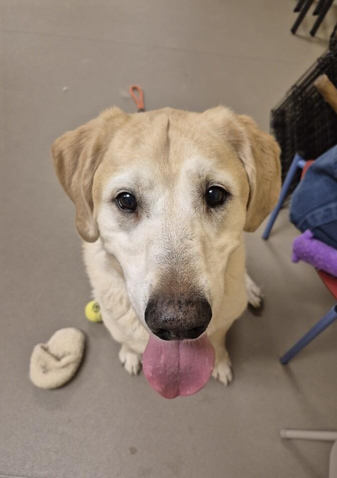Olly, a ADOPTABLE Labrador Retriever in Warrington, PA image 1/6
