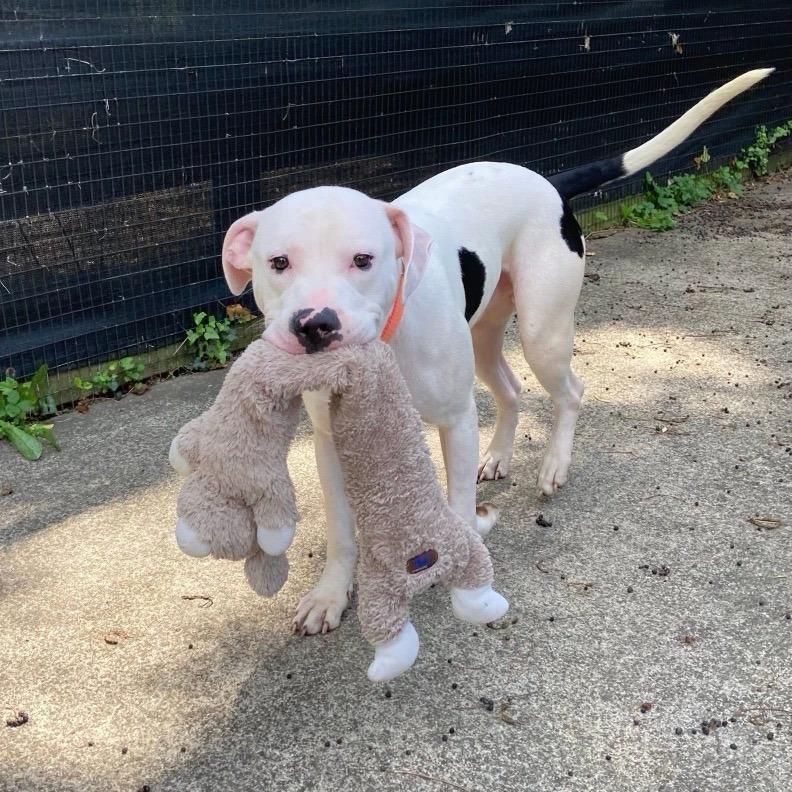 Enlarge P. F. Changs, a Adoptable Pit Bull Terrier in Baltimore, MD image 1/3
