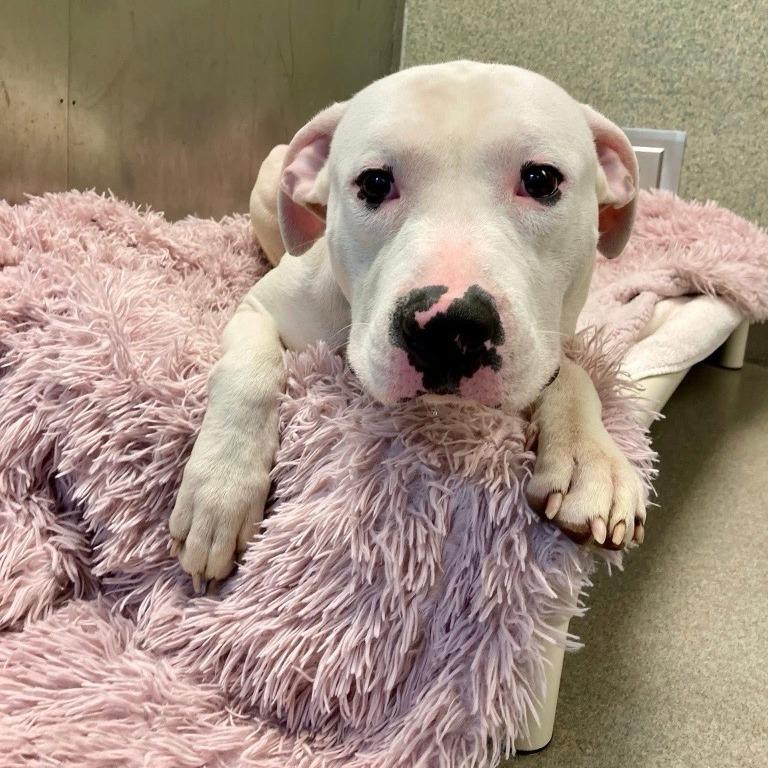 Enlarge P. F. Changs, a Adoptable Pit Bull Terrier in Baltimore, MD image 3/3