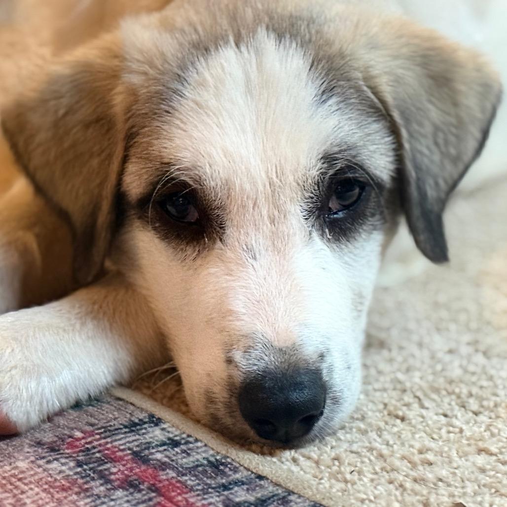 Enlarge Wilson, a Adoptable mixed breed in Summerfield, NC image 1/3