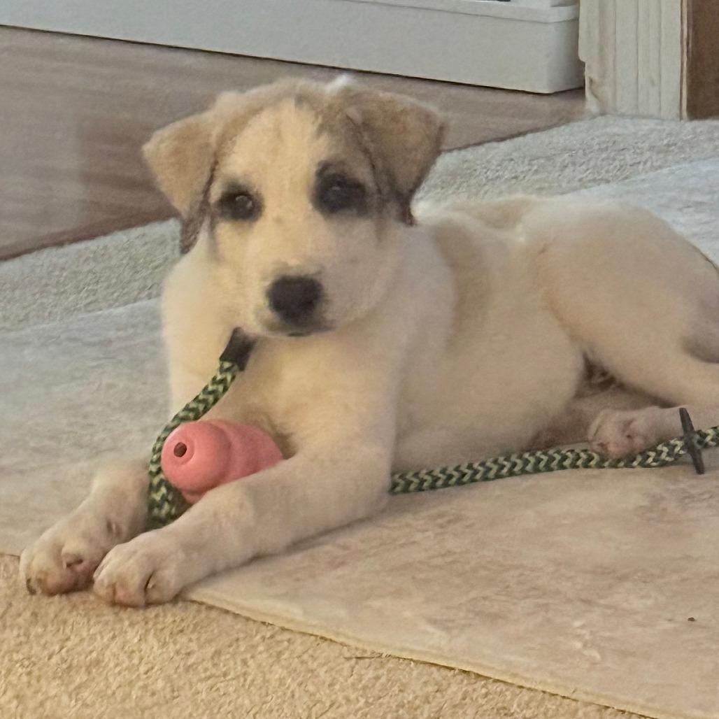 Enlarge Wilson, a Adoptable mixed breed in Summerfield, NC image 2/3