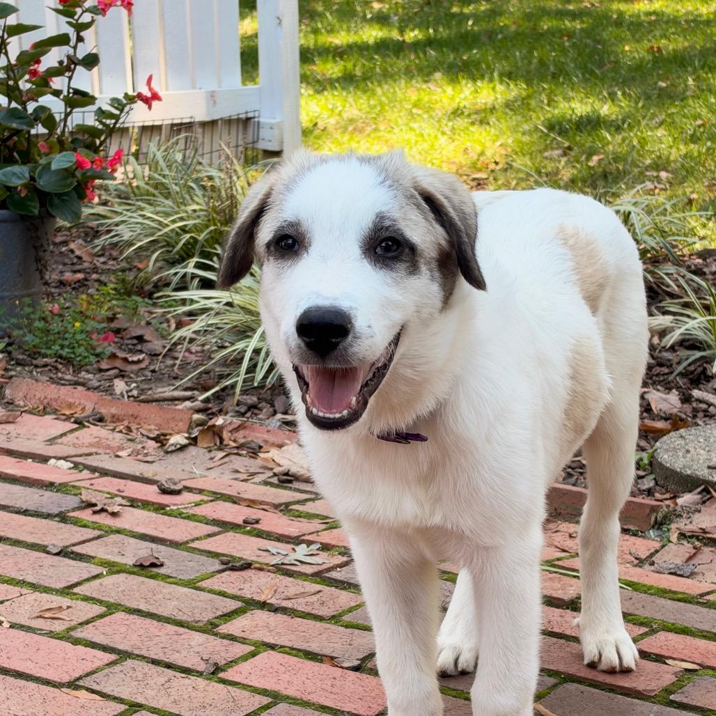 Enlarge Wilson, a Adoptable mixed breed in Summerfield, NC image 3/3