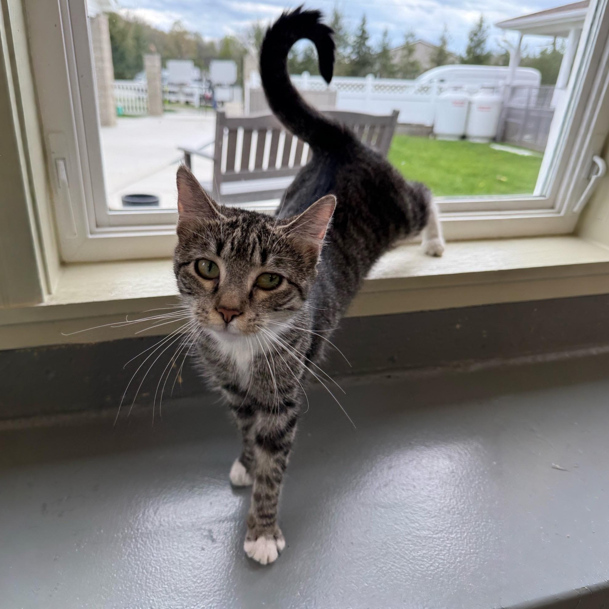 Abby, adopted, Young Female Domestic Short Hair.